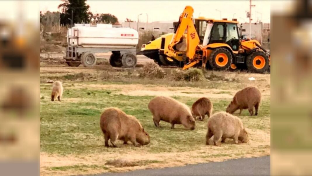 2291391-la-cautelar-que-protegia-a-los-carpinchos-en-nordelta-fue-revocada