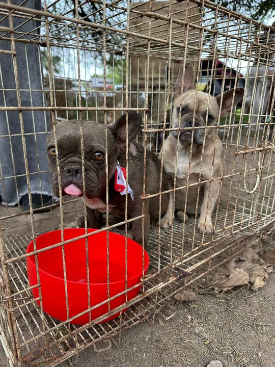 2315524-criadero-del-horror-rescataron-87-perros-hacinados-y-maltratados